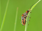 Téléphore moine - Cantharis rustica - Macrophotographie