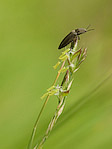 Insecte - Macrophotographie