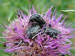 Cétoine grise - Oxythyrea funesta - Macrophotographie