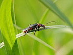 Téléphore moine - Cantharis rustica - Macrophotographie