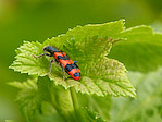 Clairon des abeilles - Trichodes alvearius - Macrophotographie