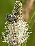 Cétoine grise - Oxythyrea funesta - Macrophotographie