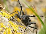 Petit capricorne - Cerambyx scopolii - Macrophotographie