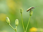 Oedémère noble femelle - Oedemera nobilis - Macrophotographie