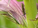 Agapanthie à pilosité verdâtre - Agapanthia villosoviridescens - Macrophotographie