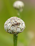 Fourmi - Formicidae - Macrophotographie