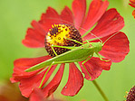 Sauterelle - Orthoptera - Macrophotographie