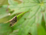 Criquet - Caelifera - Macrophotographie