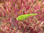 Sauterelle, Phanéroptère méridional - Orthoptera, Phaneroptera nana - Macrophotographie