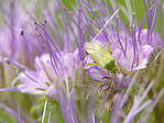 Punaise - Heteroptera - Macrophotographie