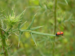 Clytre à 4 points - Clytra 4 punctata - Macrophotographie