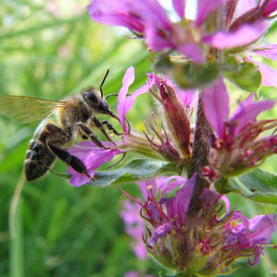 Abeille domestique