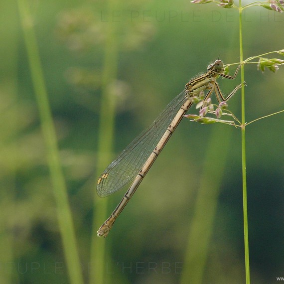 Agrion à larges pattes femelle