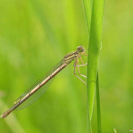 Agrion à larges pattes femelle