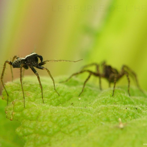 Araignées en macro