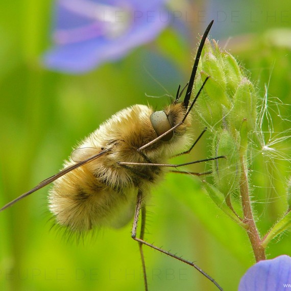 Grand bombyle