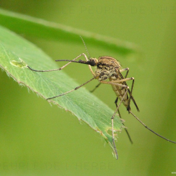 Moustique en macro