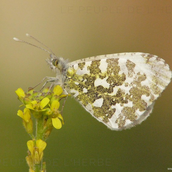 Papillon L'Aurore