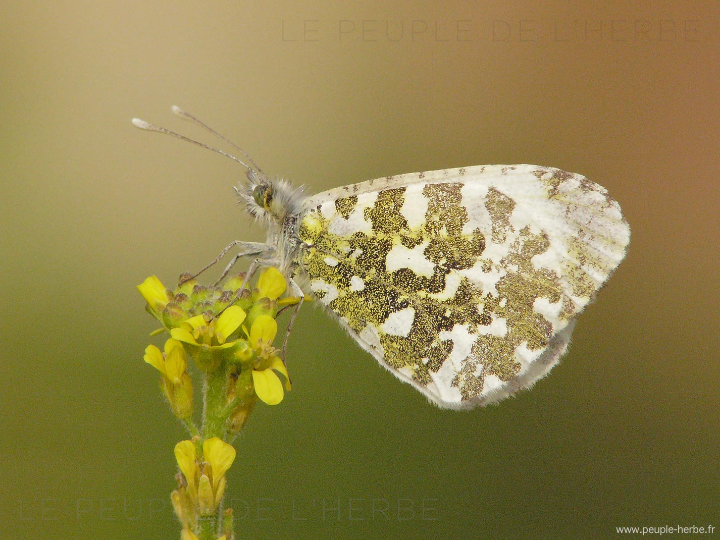 Papillon L'Aurore