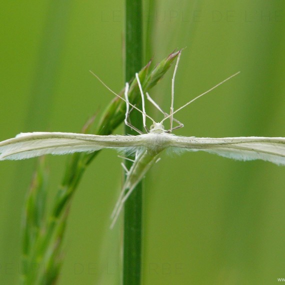 Le Ptérophore blanc