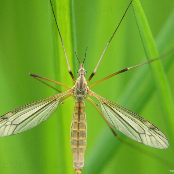 Macrophotographie tipule