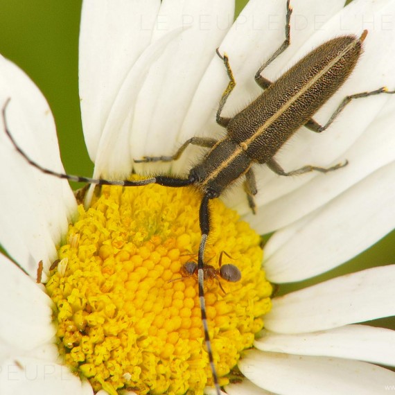 Agapanthie des chardons