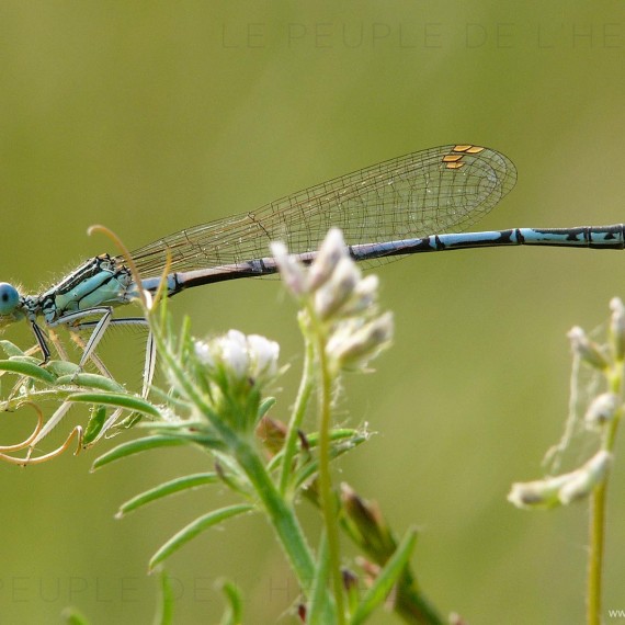 Agrion à larges pattes mâle