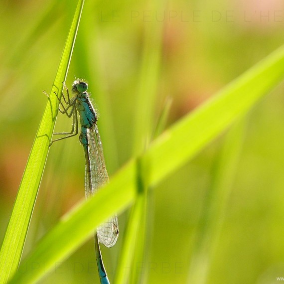 Agrion élégant sur une herbe