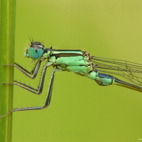 Agrion élégant en macro