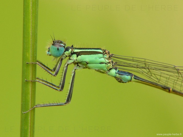 Agrion élégant en macro