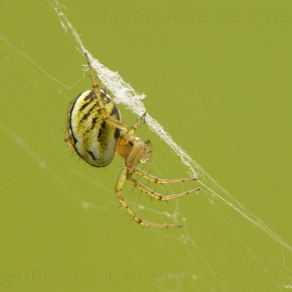 Araignée sur fond vert