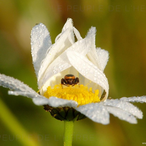 Araignée a l'affut dans une marguerite