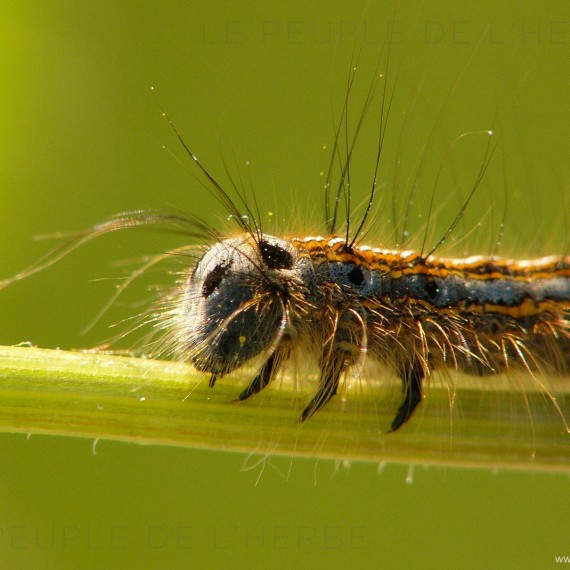 Chenille de papillon