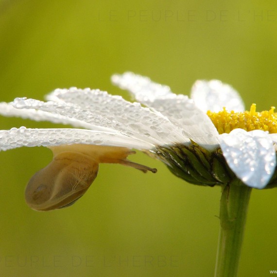 Escargot des jardins sur une marguerite