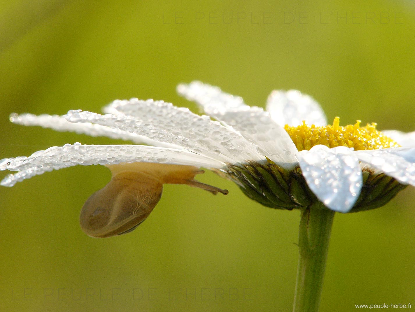 Escargot des jardins sur une marguerite