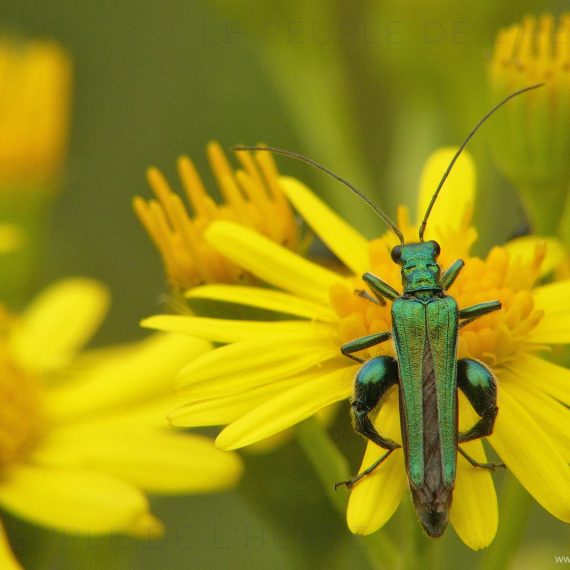 Oedémère noble mâle (Oedemera nobilis)