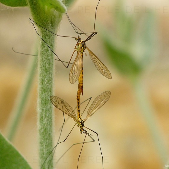 Accouplement de tipules