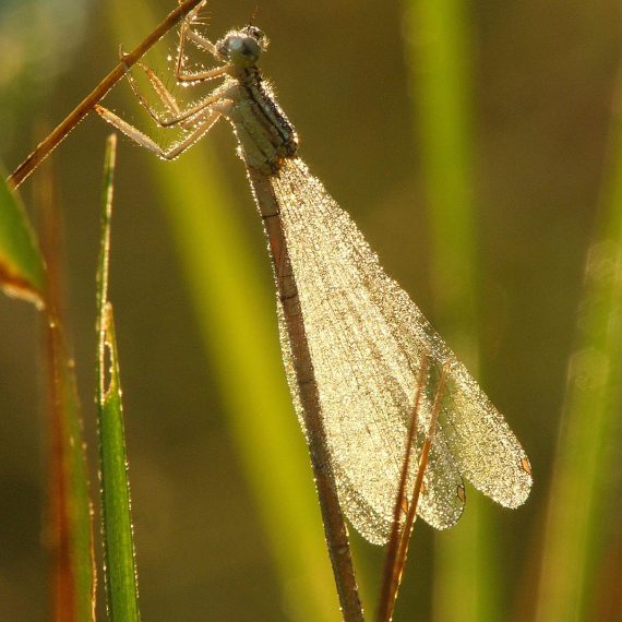 Agrion à larges pattes (Platycnemis pennipes)