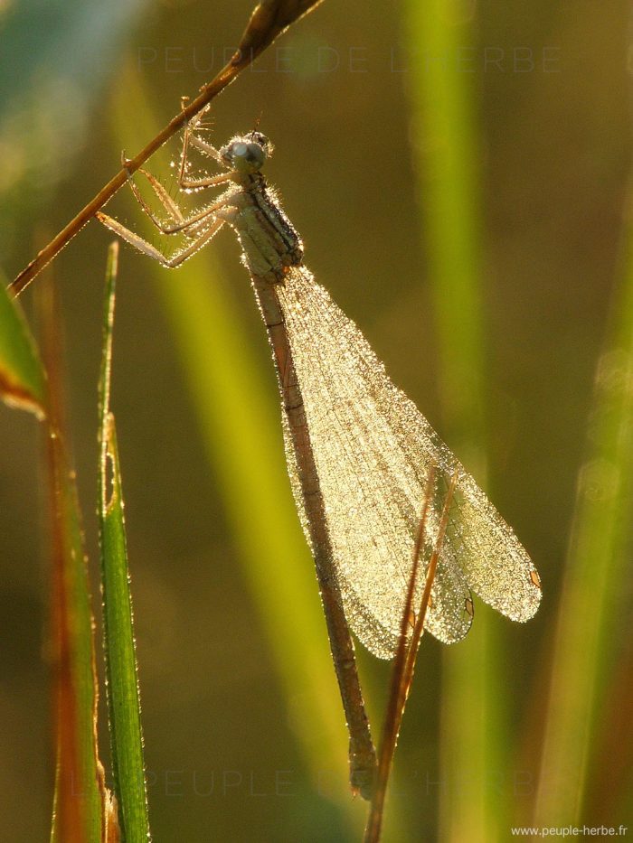 Agrion à larges pattes (Platycnemis pennipes)