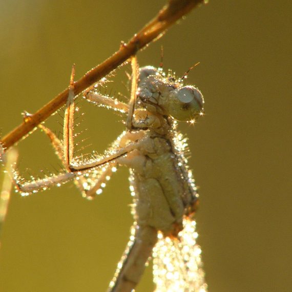 Agrion à larges pattes (Platycnemis pennipes)