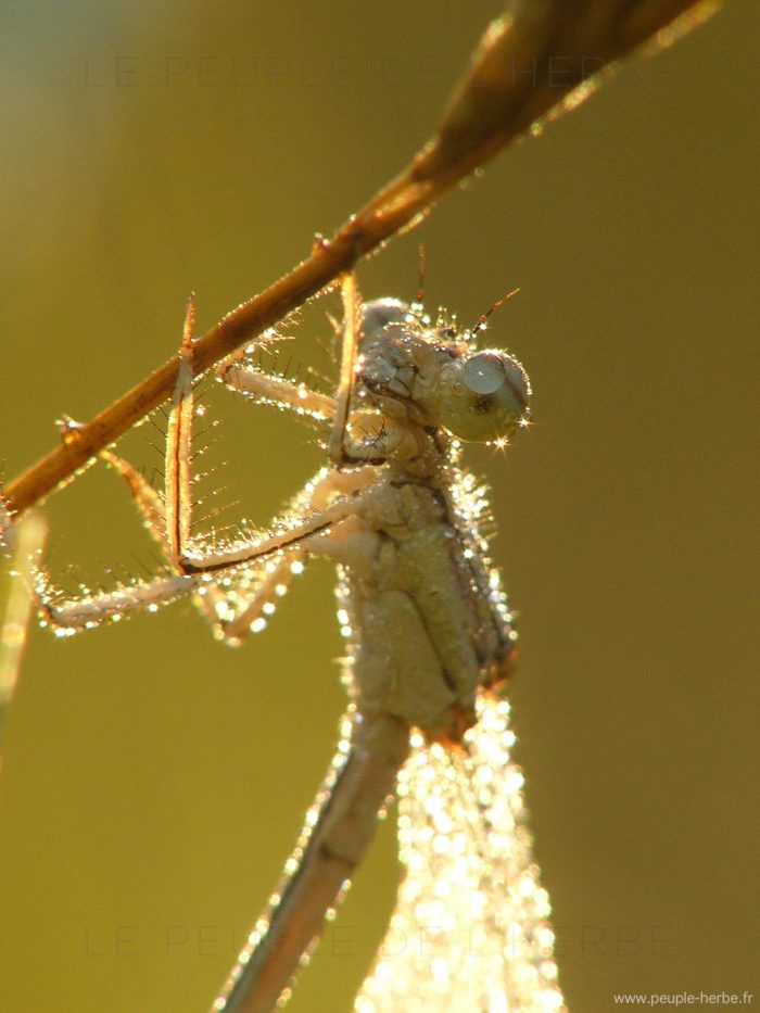 Agrion à larges pattes (Platycnemis pennipes)