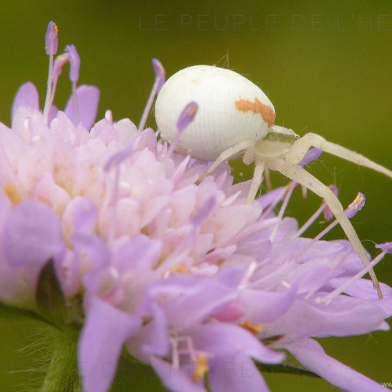 Araignée crabe femelle (Misumena vatia)