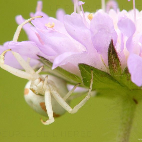 Araignée crabe femelle (Misumena vatia)