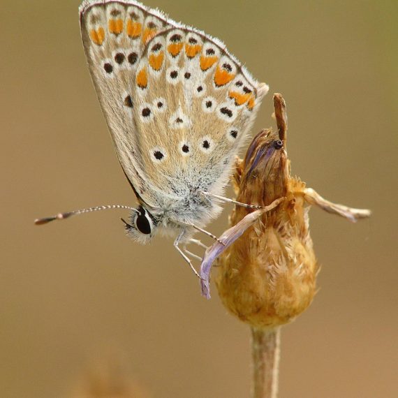 L'Argus bleu (Polyommatus icarus)