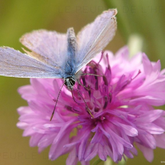 L'Argus bleu mâle (Polyommatus icarus)