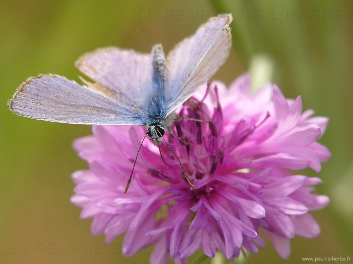 L'Argus bleu mâle (Polyommatus icarus)