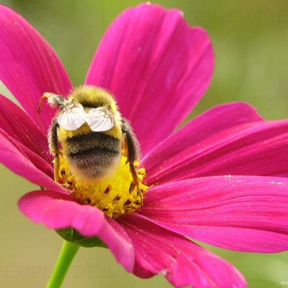 Bourdon (Bombus sp.)