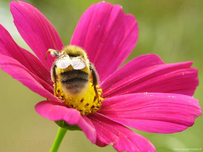 Bourdon (Bombus sp.)