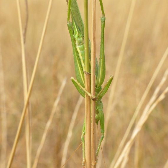 Grande sauterelle verte femelle (Tettigonia viridissima)