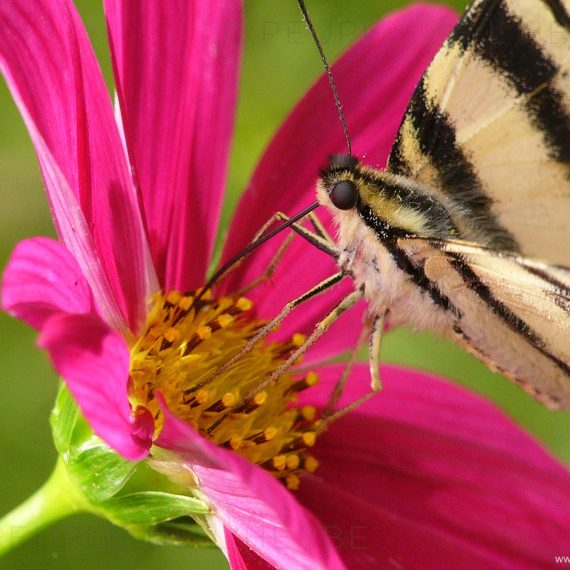 Le Flambé (Iphiclides podalirius)